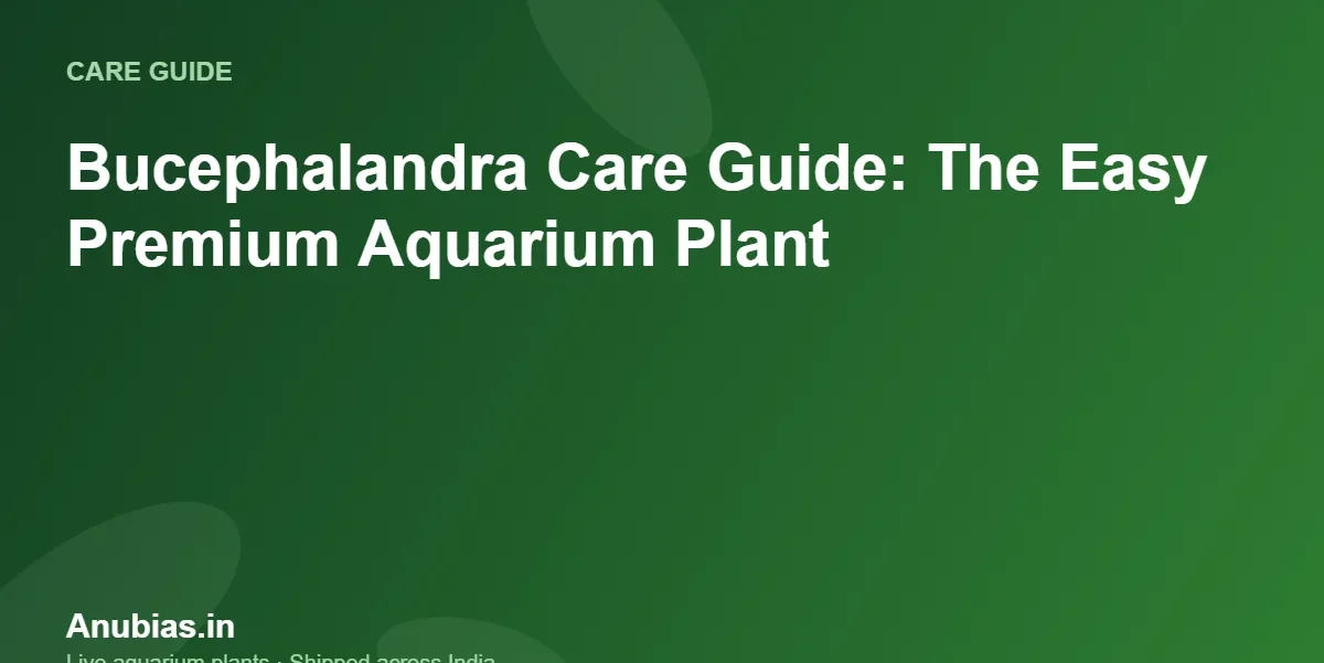 Bucephalandra Care Guide: The Easy Premium Aquarium Plant – Anubias.in