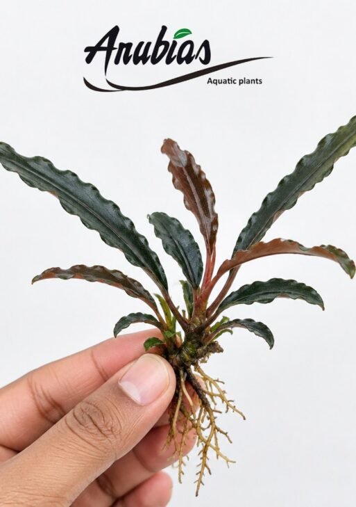 Bucephalandra 'Catherinae'