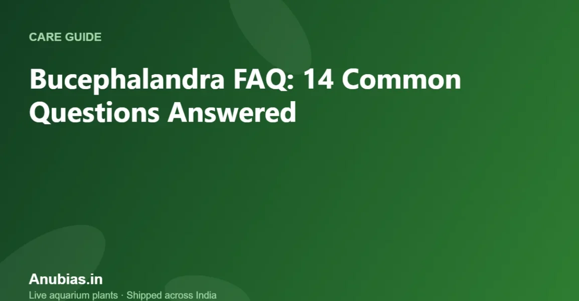 Bucephalandra FAQ – Anubias.in