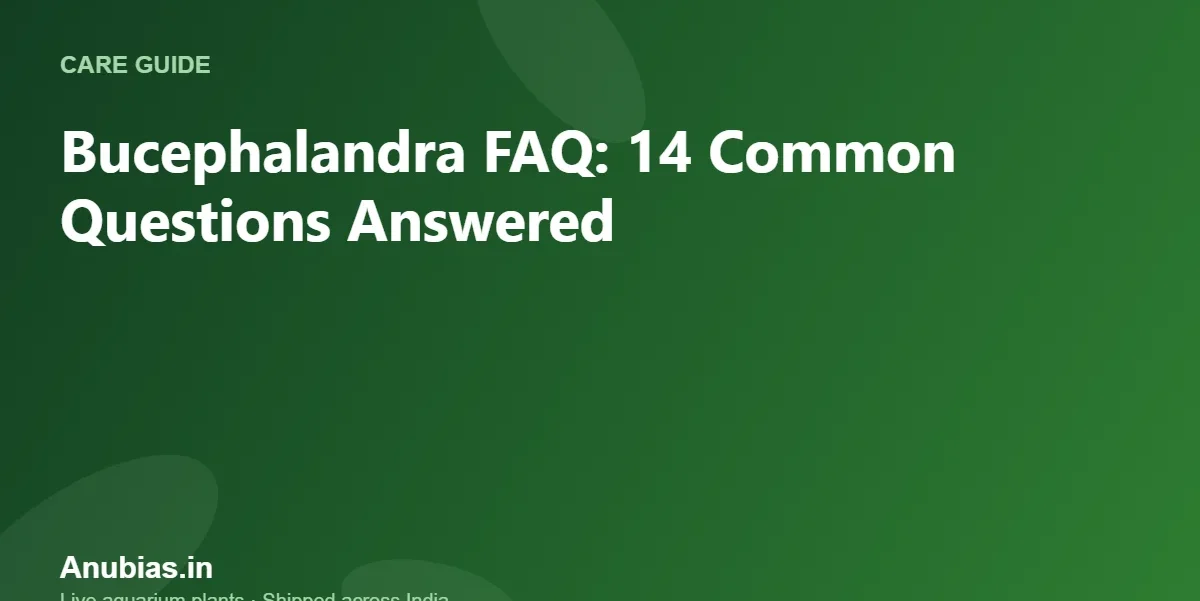 Bucephalandra FAQ – Anubias.in