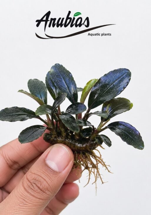 Bucephalandra 'Kedagang'