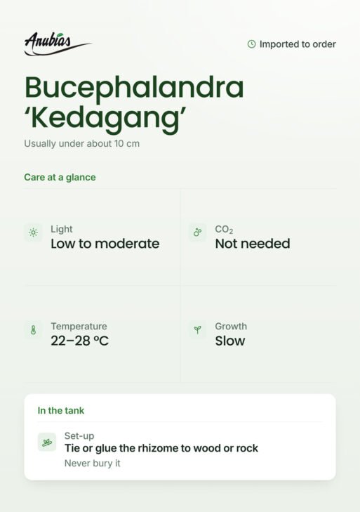 Bucephalandra 'Kedagang'