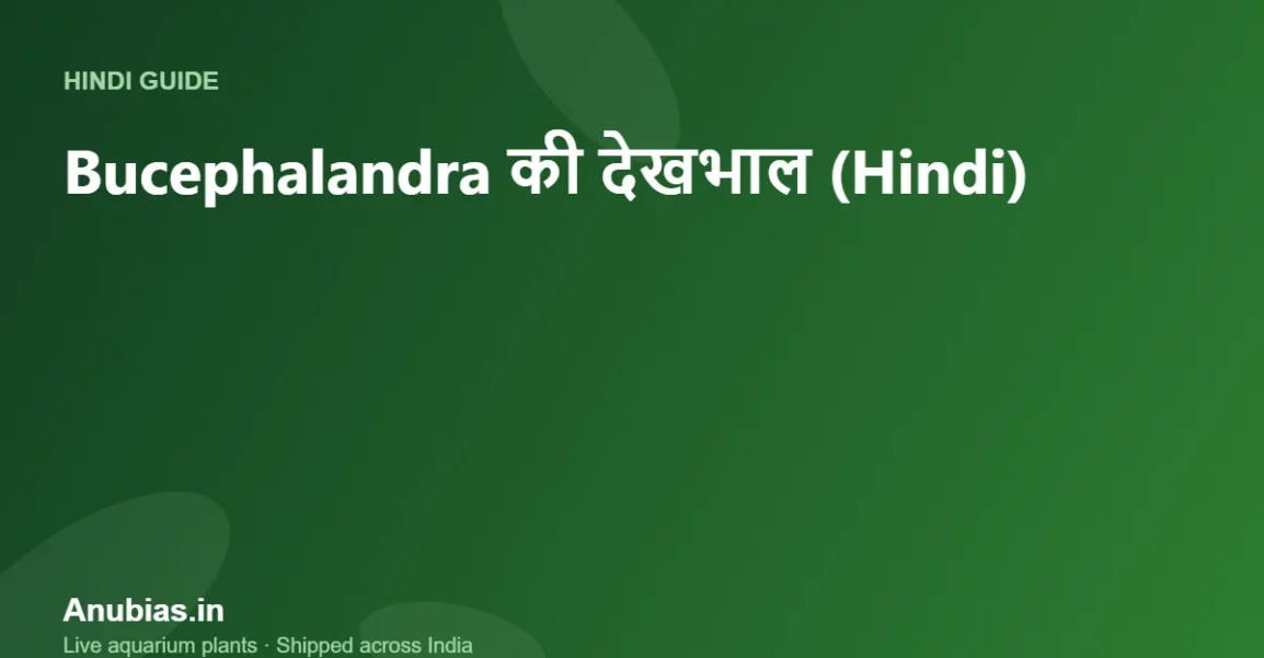 Bucephalandra (Buce) की देखभाल कैसे करें? कीमत और पूरी गाइड (Hindi) – Anubias.in