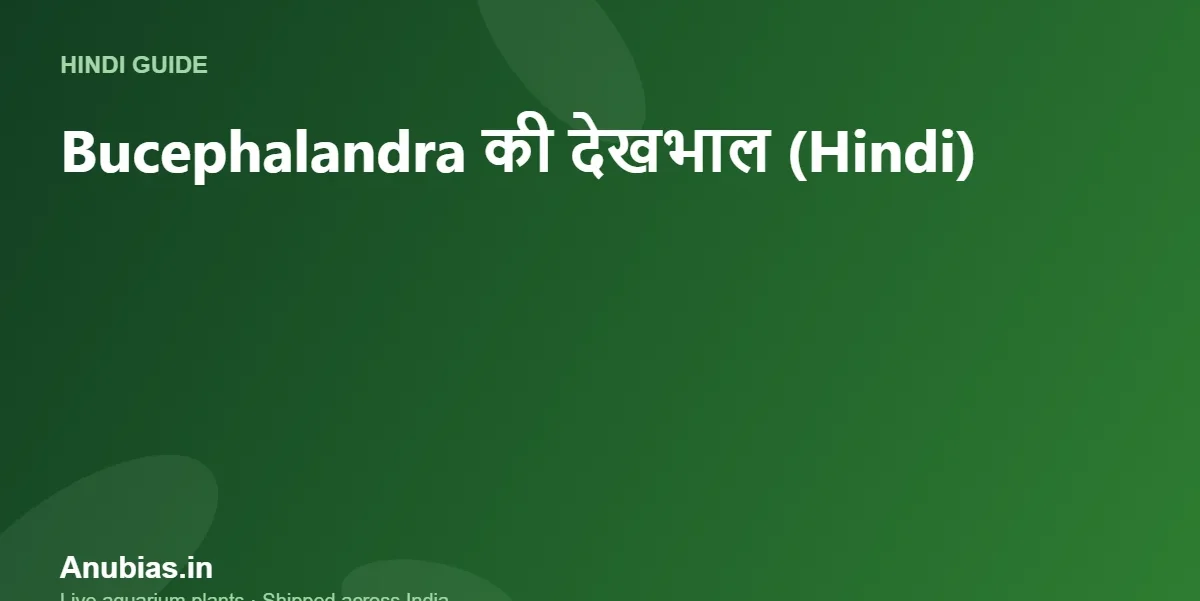 Bucephalandra (Buce) की देखभाल कैसे करें? कीमत और पूरी गाइड (Hindi) – Anubias.in