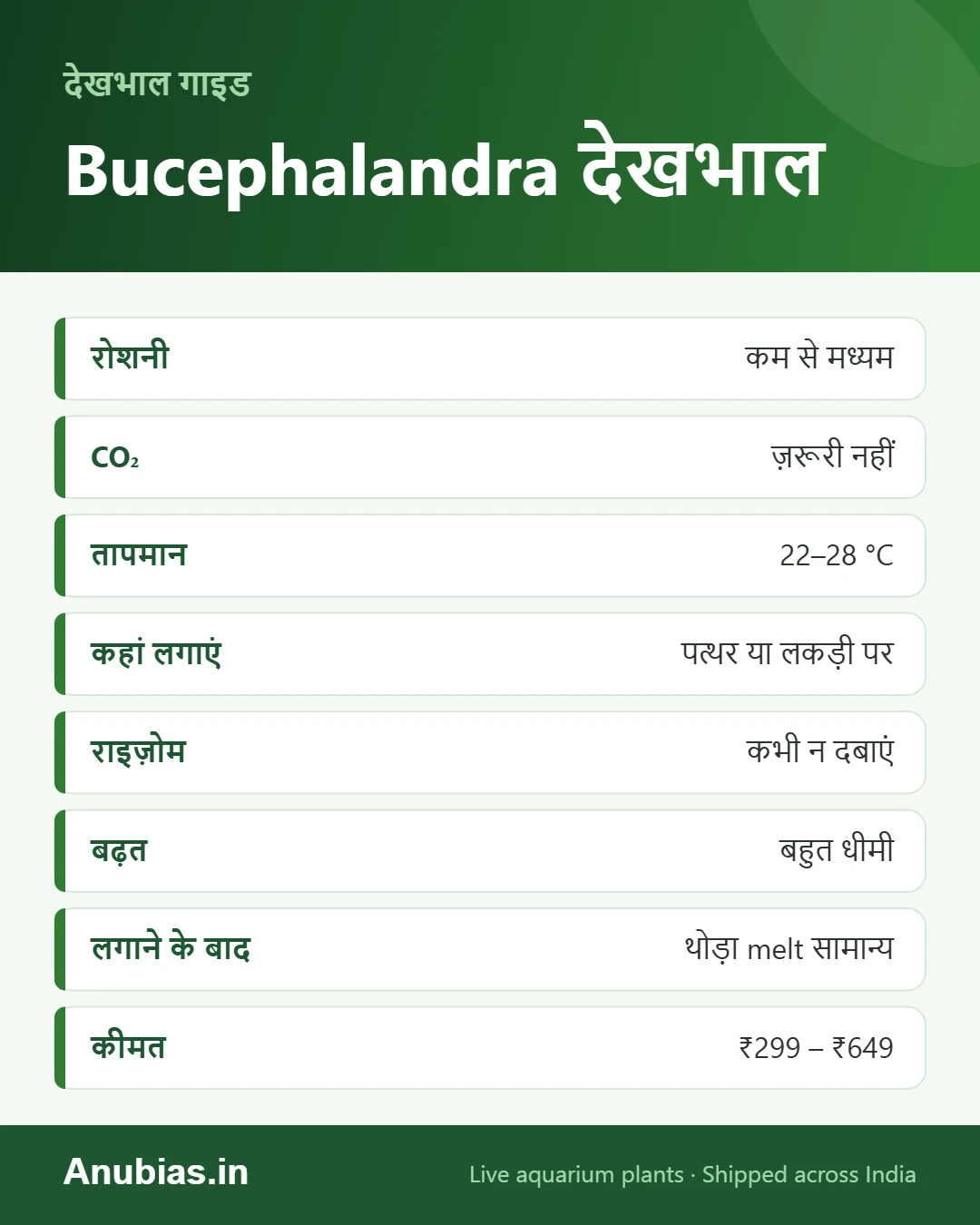 Bucephalandra देखभाल इन्फोग्राफिक