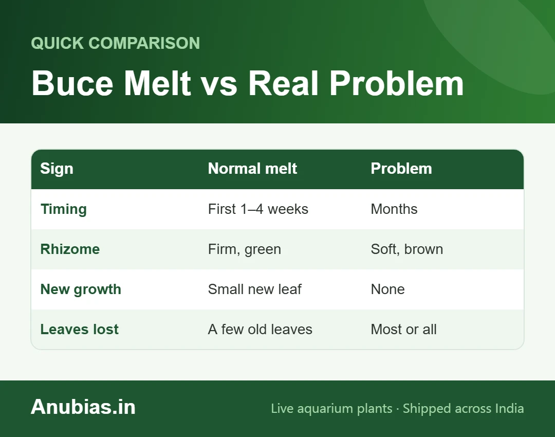 Chart comparing normal Bucephalandra melt with a real problem: timing, rhizome, new growth and leaf loss