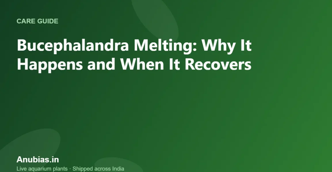 Bucephalandra Melting: Why It Happens and When It Recovers – Anubias.in