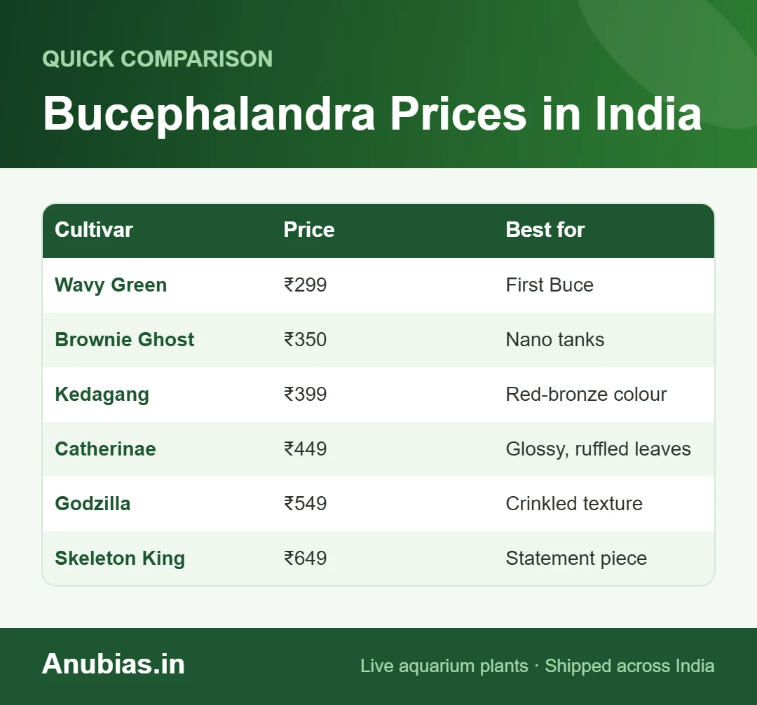 Bucephalandra price chart India: Wavy Green ₹299 to Skeleton King ₹649