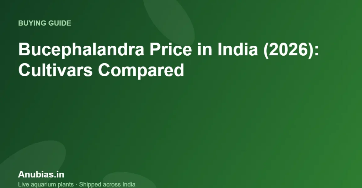 Bucephalandra price in India 2026 – Anubias.in