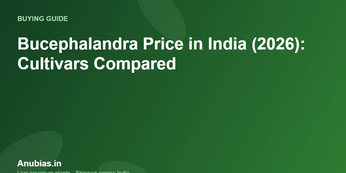 Bucephalandra price in India 2026 – Anubias.in