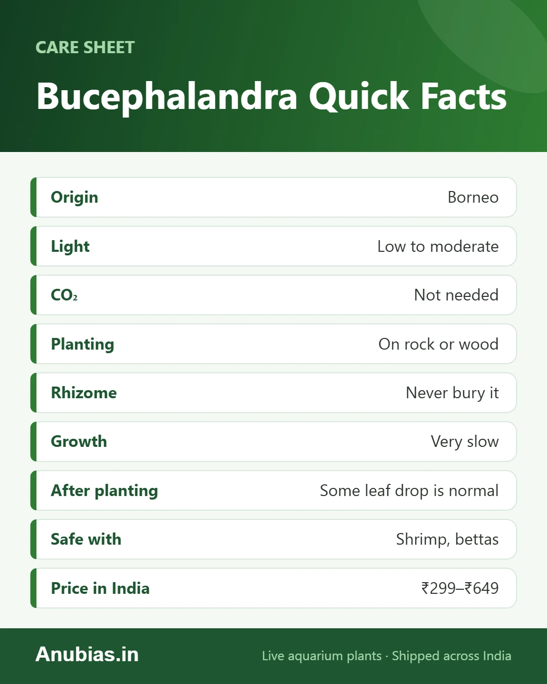 Bucephalandra quick facts: origin, light, CO2, planting, growth and price in India