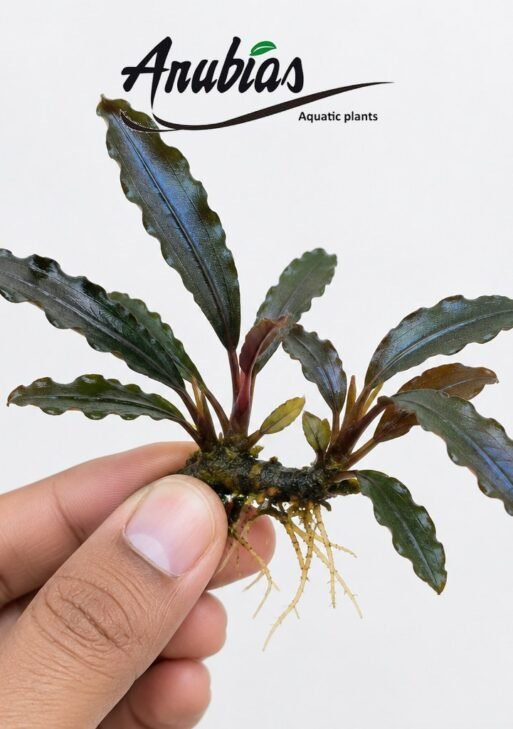 Bucephalandra 'Skeleton King'