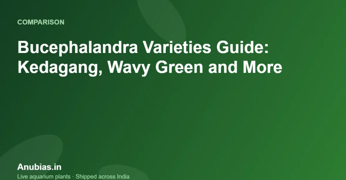 Bucephalandra Varieties Guide: Kedagang, Wavy Green and More – Anubias.in
