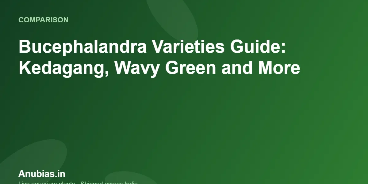 Bucephalandra Varieties Guide: Kedagang, Wavy Green and More – Anubias.in