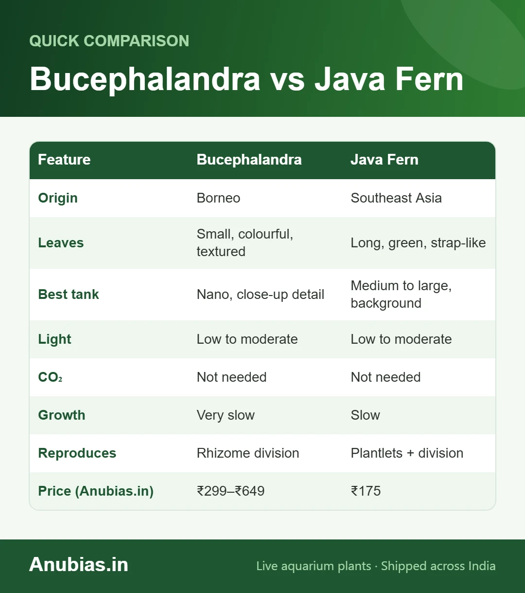 Bucephalandra vs Java fern comparison chart: origin, leaves, tank size, light, growth and price