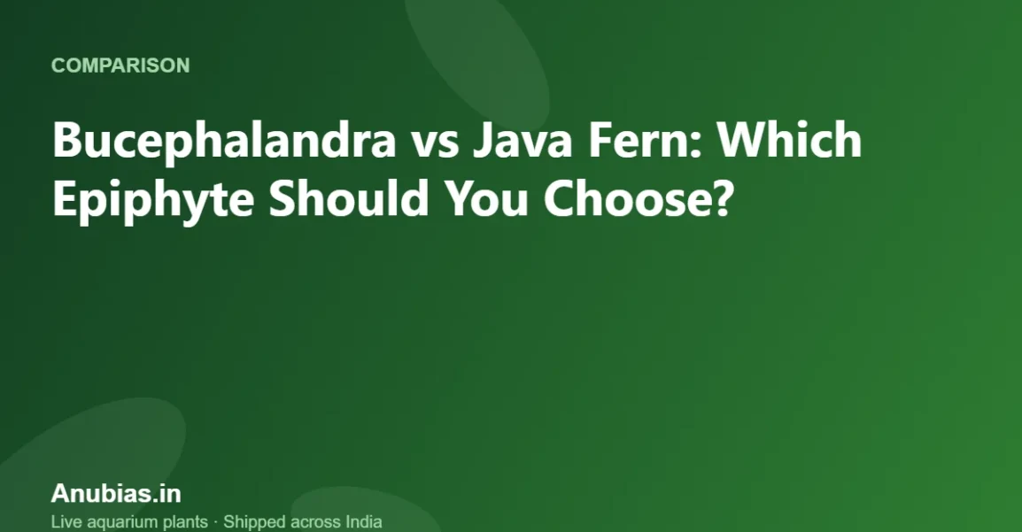 Bucephalandra vs Java Fern: Which Epiphyte Should You Choose? – Anubias.in