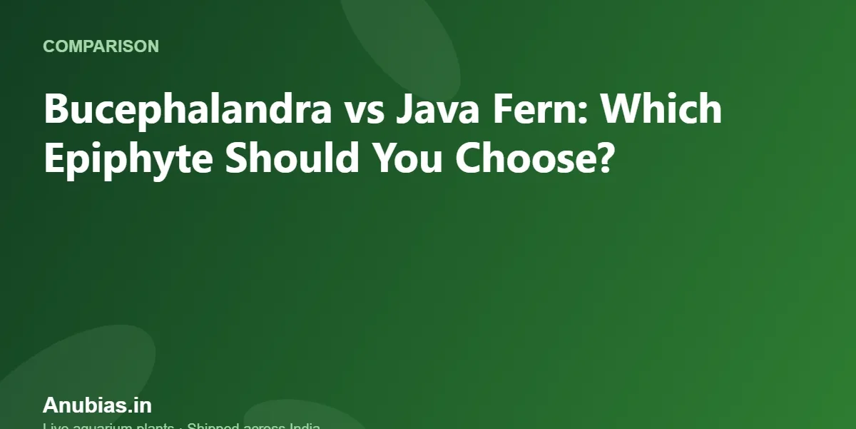 Bucephalandra vs Java Fern: Which Epiphyte Should You Choose? – Anubias.in
