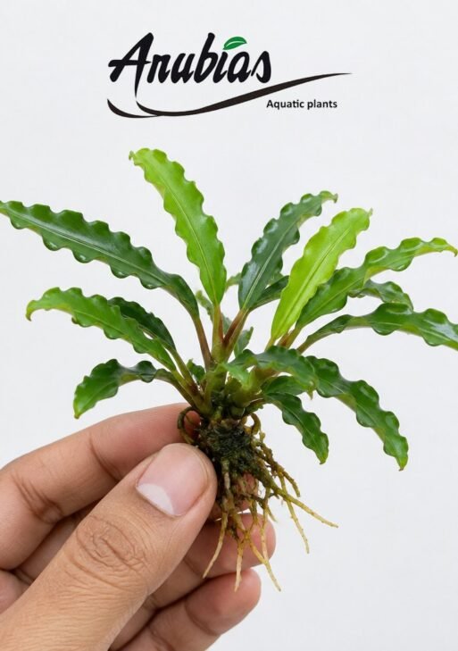 Bucephalandra 'Wavy Green'