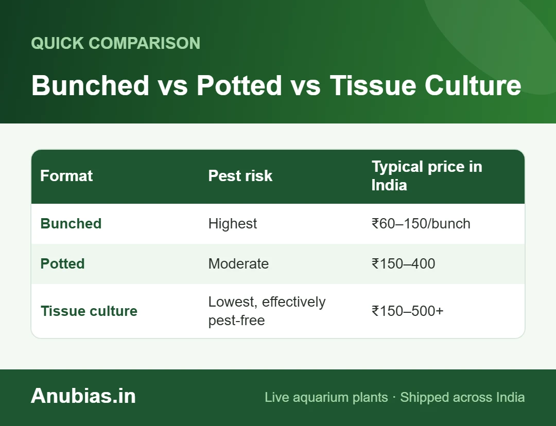 Chart comparing bunched, potted and tissue culture aquarium plants: pest risk and price in India