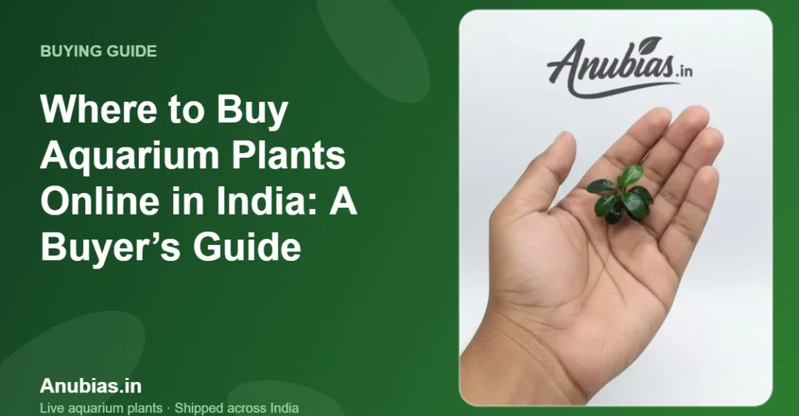 Where to Buy Aquarium Plants Online in India: A Buyer’s Guide – Anubias.in