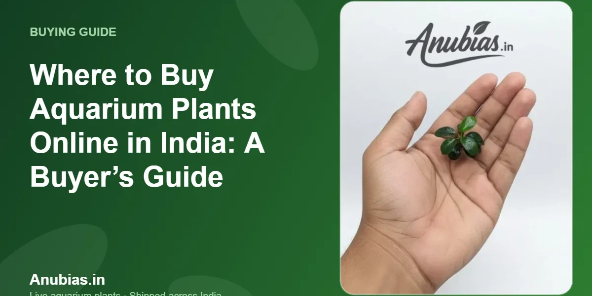 Where to Buy Aquarium Plants Online in India: A Buyer’s Guide – Anubias.in