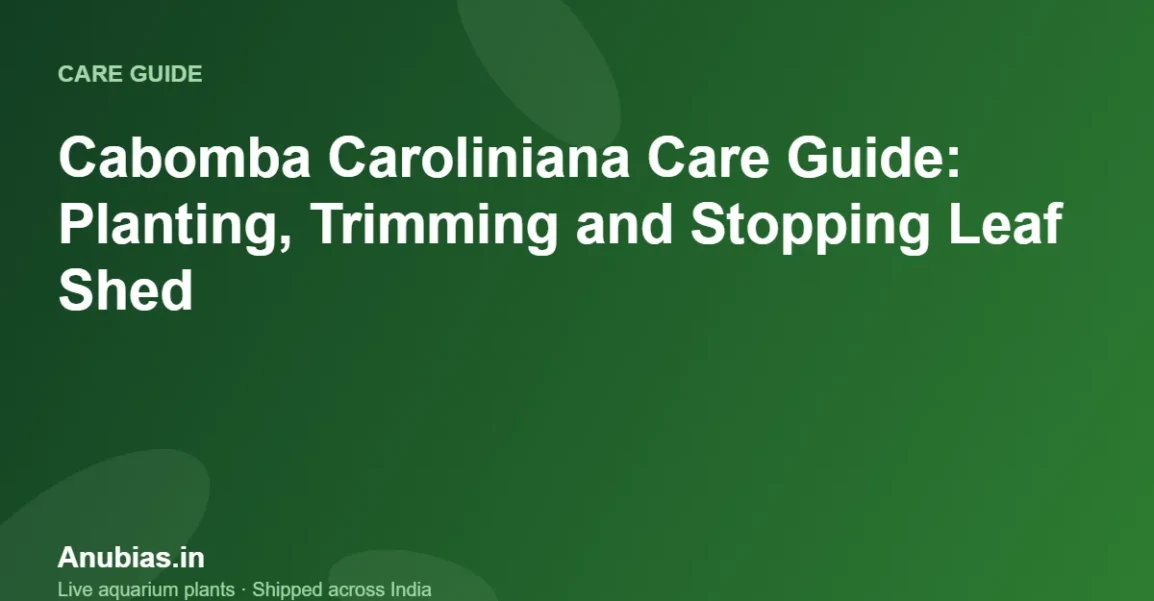 Cabomba Caroliniana Care Guide: Planting, Trimming and Stopping Leaf Shed – Anubias.in
