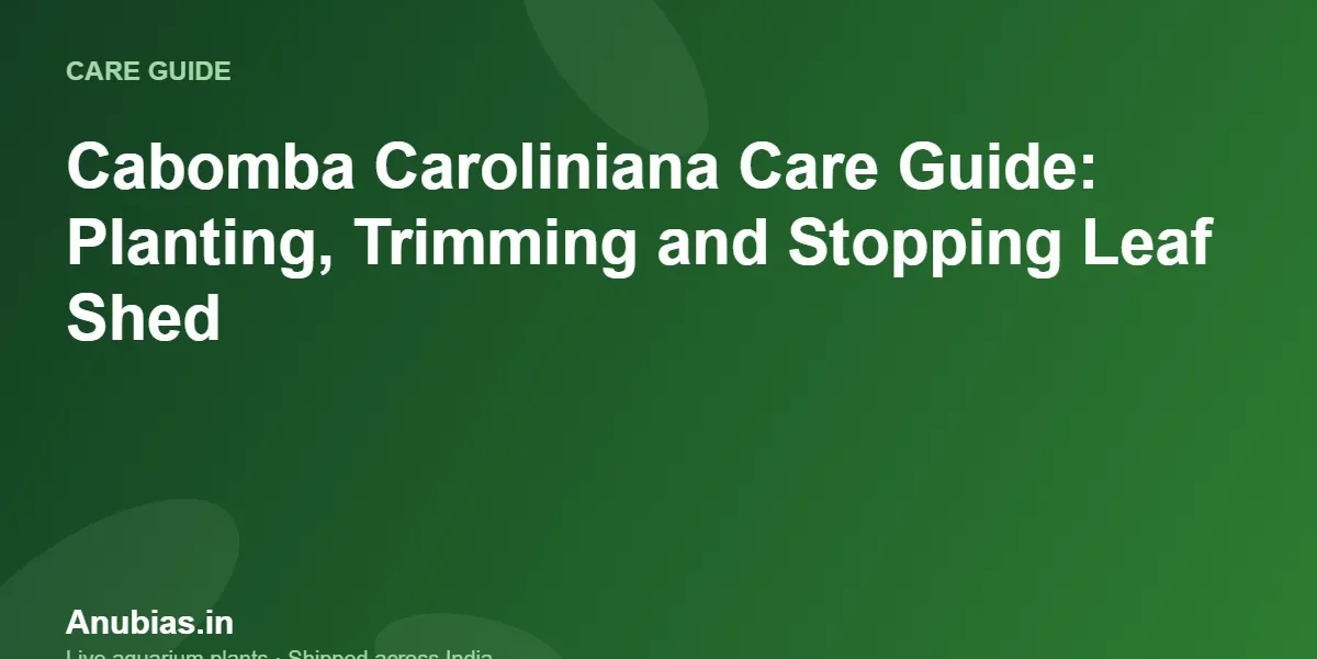 Cabomba Caroliniana Care Guide: Planting, Trimming and Stopping Leaf Shed – Anubias.in