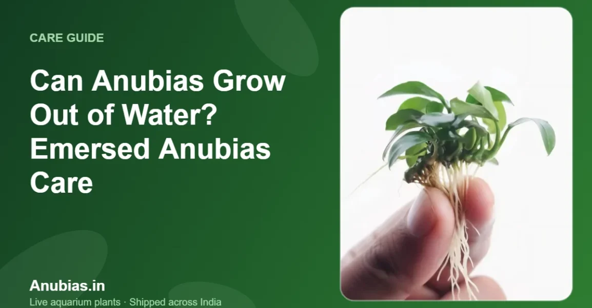 Can Anubias grow out of water – emersed Anubias care guide – Anubias.in
