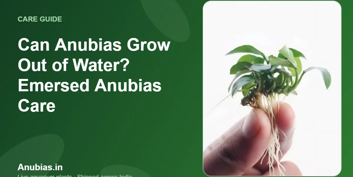 Can Anubias grow out of water – emersed Anubias care guide – Anubias.in