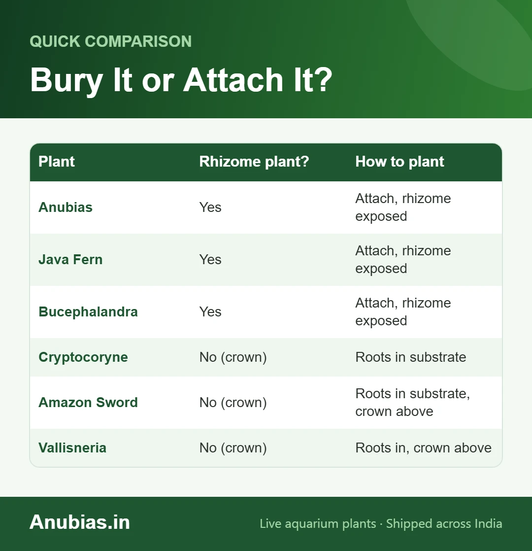Chart of which aquarium plants have rhizomes that must not be buried and how to plant each