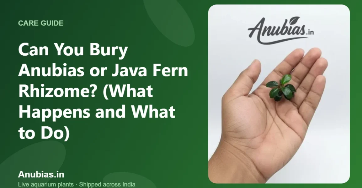 Can You Bury Anubias or Java Fern Rhizome? (What Happens and What to Do) – Anubias.in