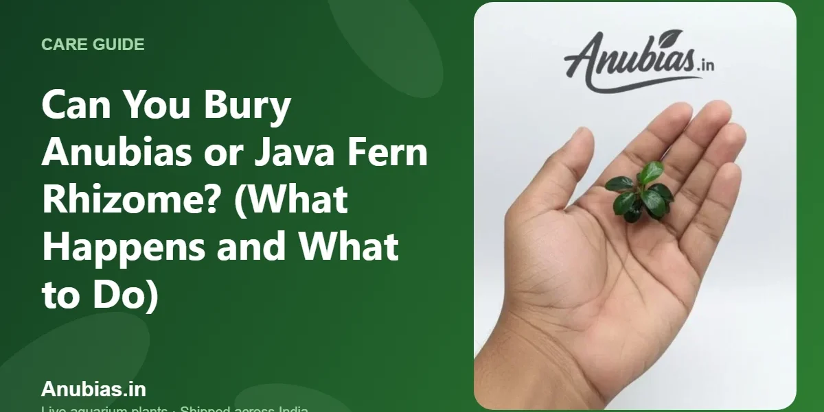 Can You Bury Anubias or Java Fern Rhizome? (What Happens and What to Do) – Anubias.in