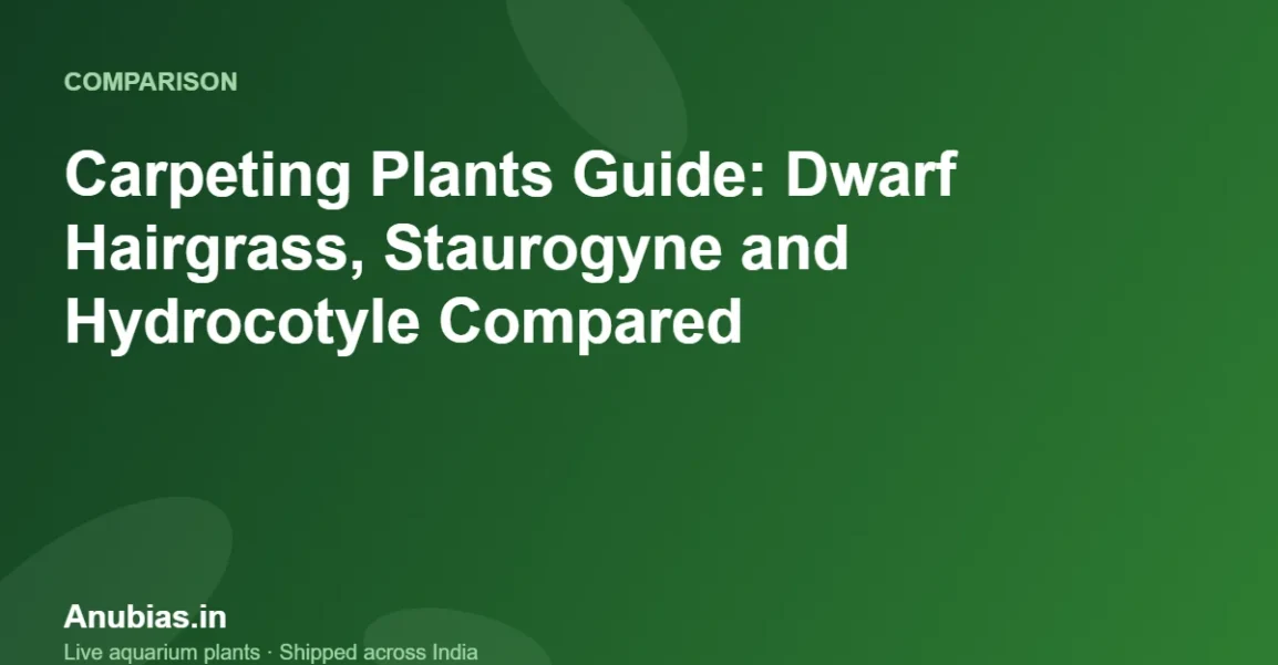 Carpeting Plants Guide: Dwarf Hairgrass, Staurogyne and Hydrocotyle Compared – Anubias.in