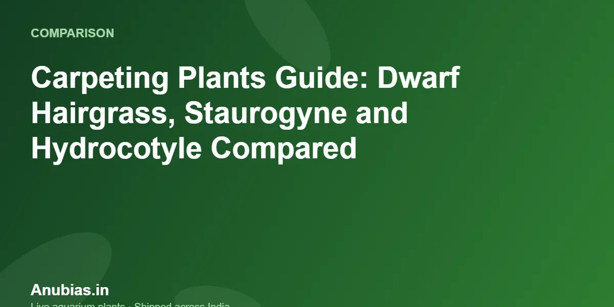 Carpeting Plants Guide: Dwarf Hairgrass, Staurogyne and Hydrocotyle Compared – Anubias.in