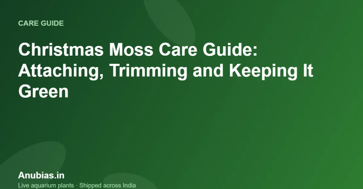 Christmas moss care guide – Anubias.in