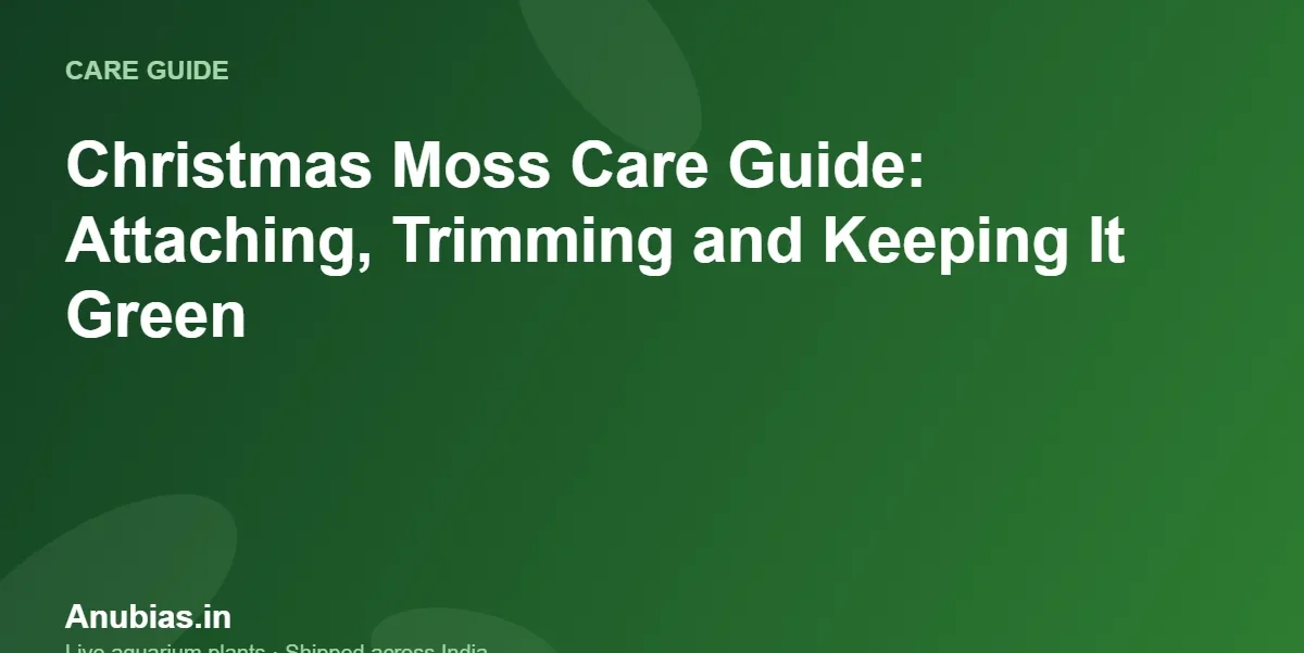 Christmas moss care guide – Anubias.in