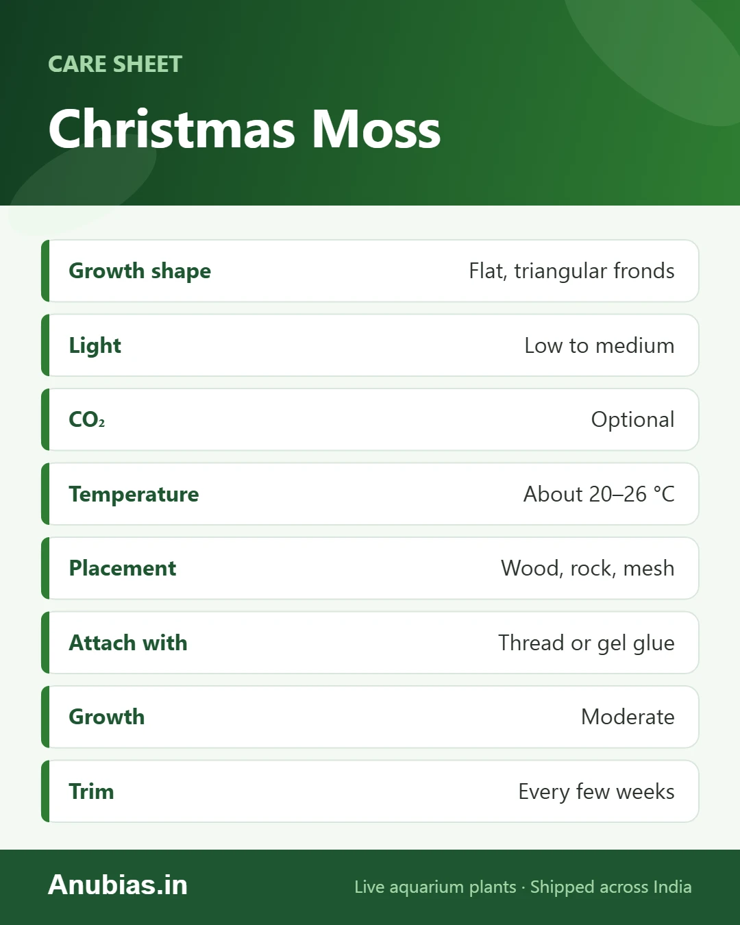 Christmas moss care sheet: growth shape, light, CO2, temperature, placement and trimming