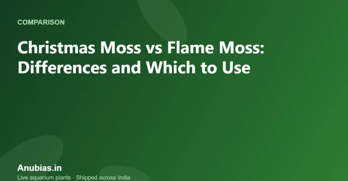 Christmas Moss vs Flame Moss: Differences and Which to Use – Anubias.in