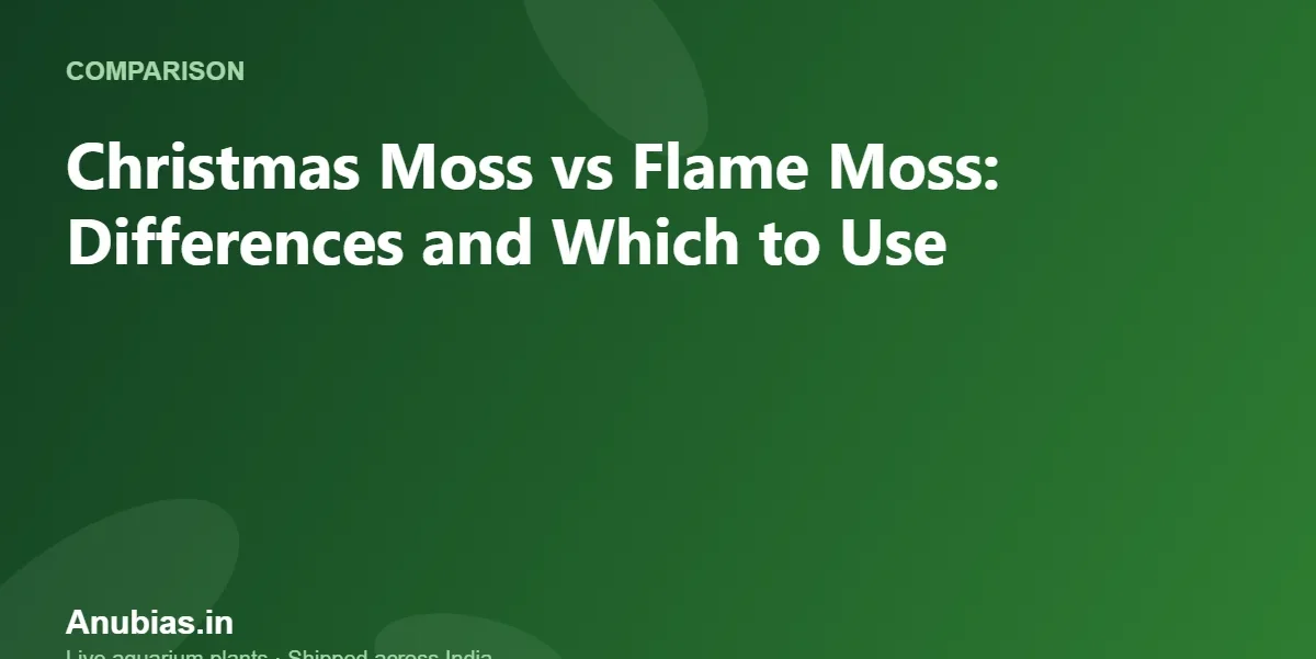 Christmas Moss vs Flame Moss: Differences and Which to Use – Anubias.in