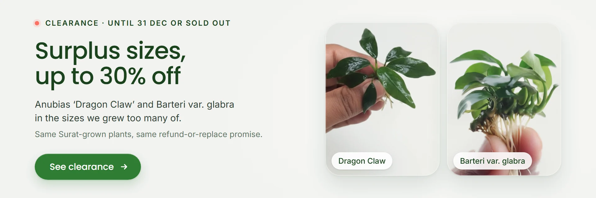 Clearance at Anubias.in: surplus sizes of Anubias Dragon Claw and Barteri glabra, up to 30 percent off