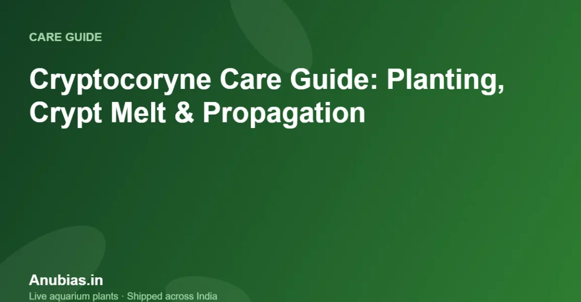 Cryptocoryne Care Guide: Planting, Crypt Melt & Propagation – Anubias.in