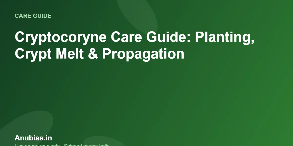 Cryptocoryne Care Guide: Planting, Crypt Melt & Propagation – Anubias.in