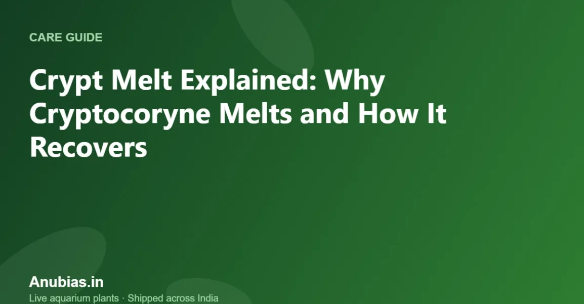 Crypt Melt Explained: Why Cryptocoryne Melts and How It Recovers – Anubias.in