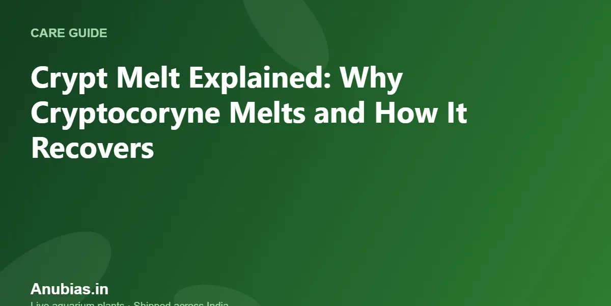 Crypt Melt Explained: Why Cryptocoryne Melts and How It Recovers – Anubias.in
