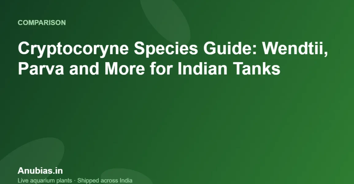 Cryptocoryne Species Guide: Wendtii, Parva and More for Indian Tanks – Anubias.in