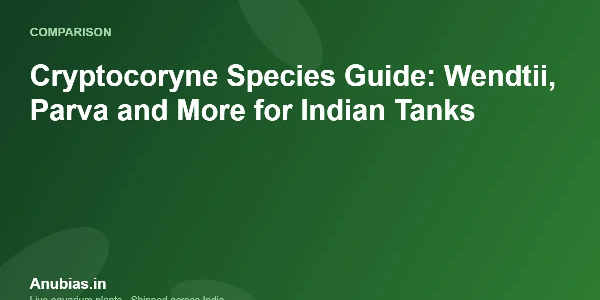 Cryptocoryne Species Guide: Wendtii, Parva and More for Indian Tanks – Anubias.in