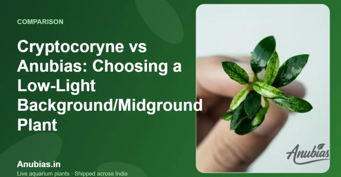 Cryptocoryne vs Anubias: Choosing a Low-Light Background/Midground Plant – Anubias.in