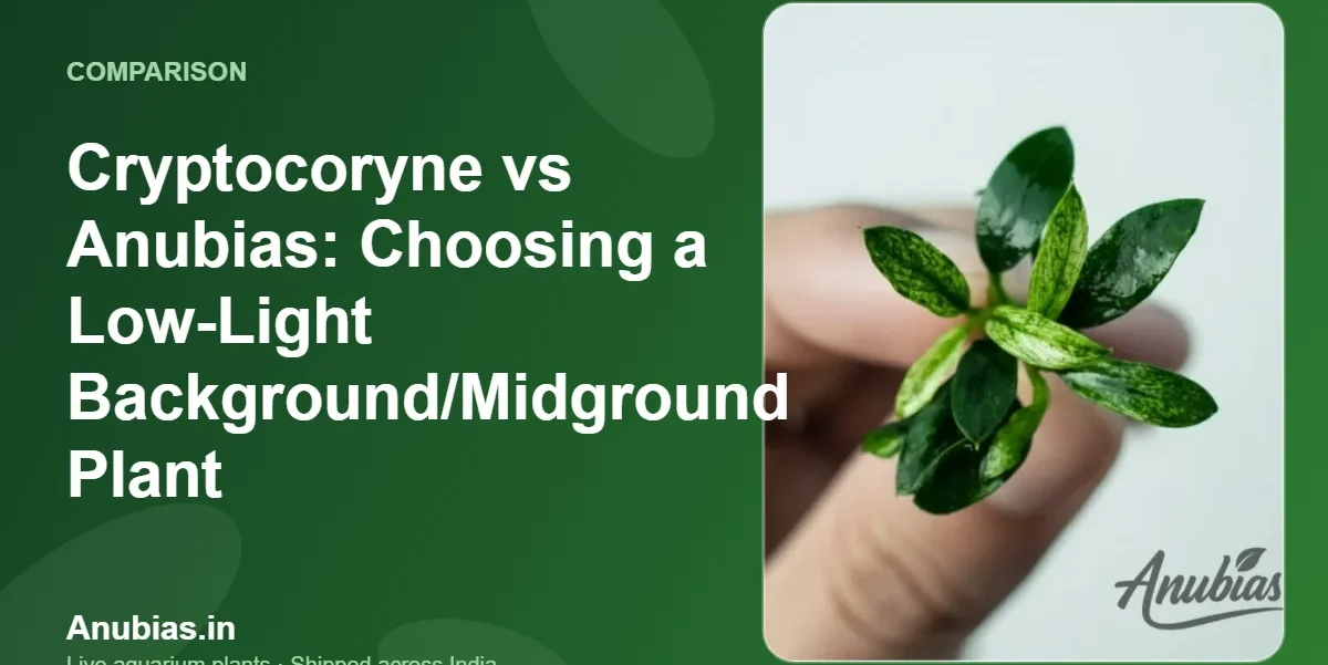 Cryptocoryne vs Anubias: Choosing a Low-Light Background/Midground Plant – Anubias.in