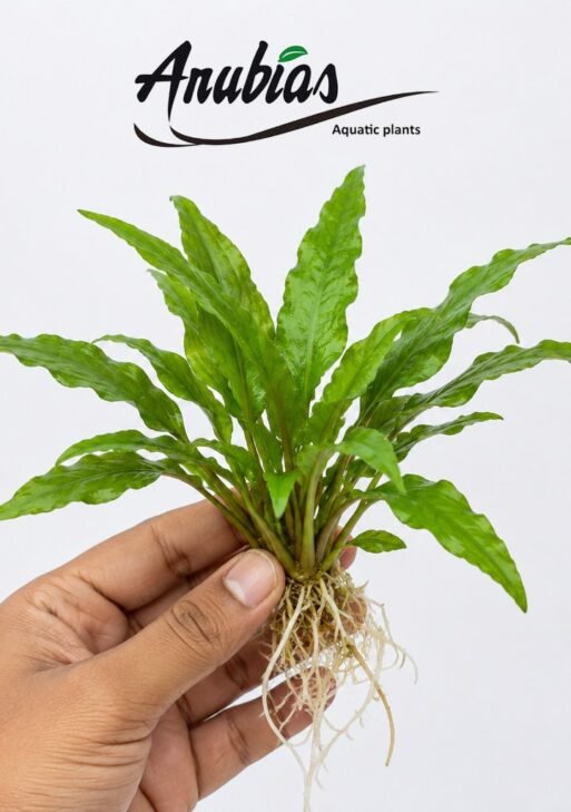 Cryptocoryne wendtii 'Green'