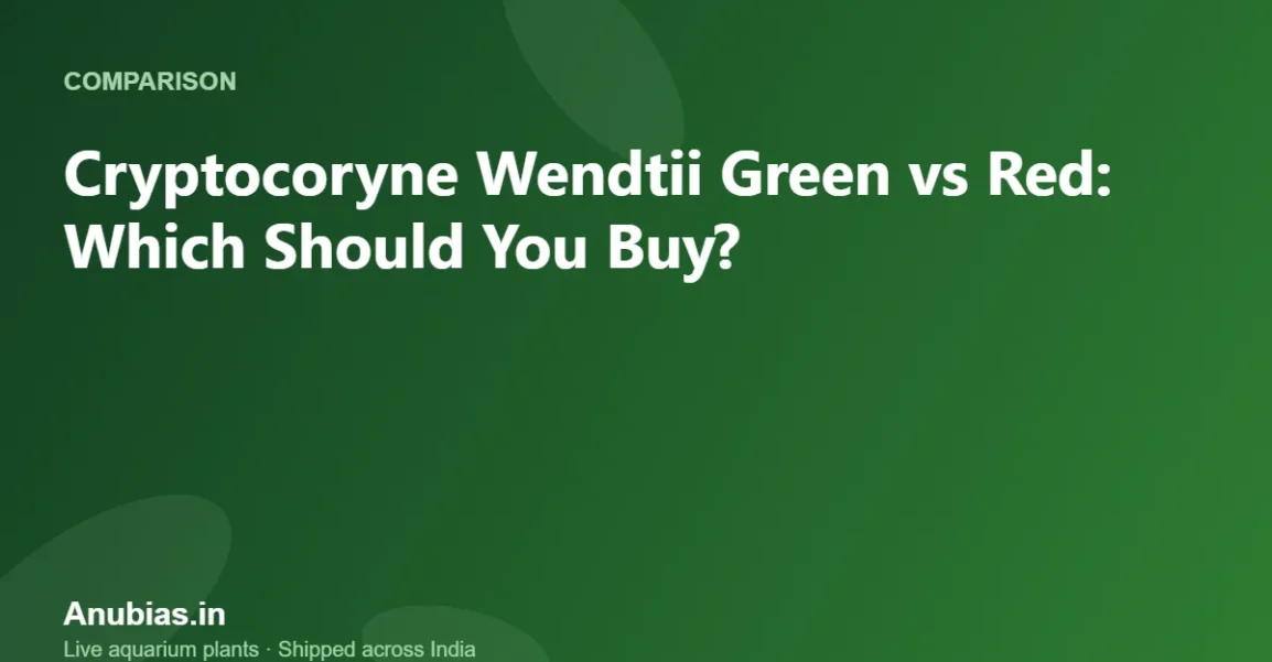Cryptocoryne Wendtii Green vs Red: Which Should You Buy? – Anubias.in
